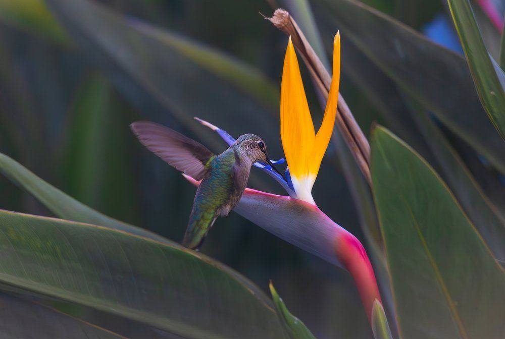 How Do Hummingbirds Pollinate? 