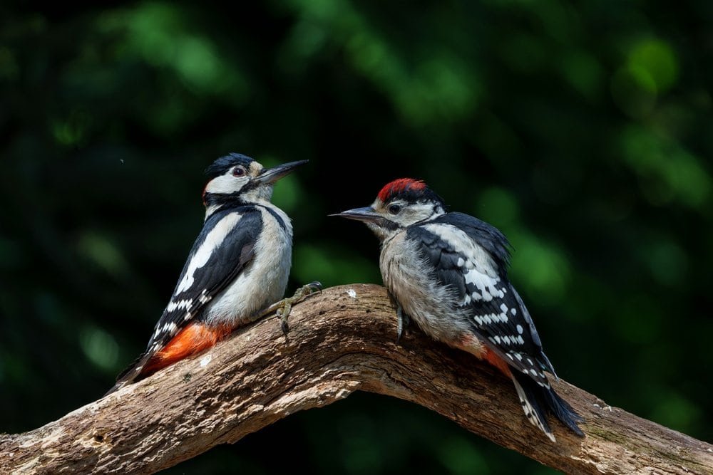 Woodpeckers and Culture 