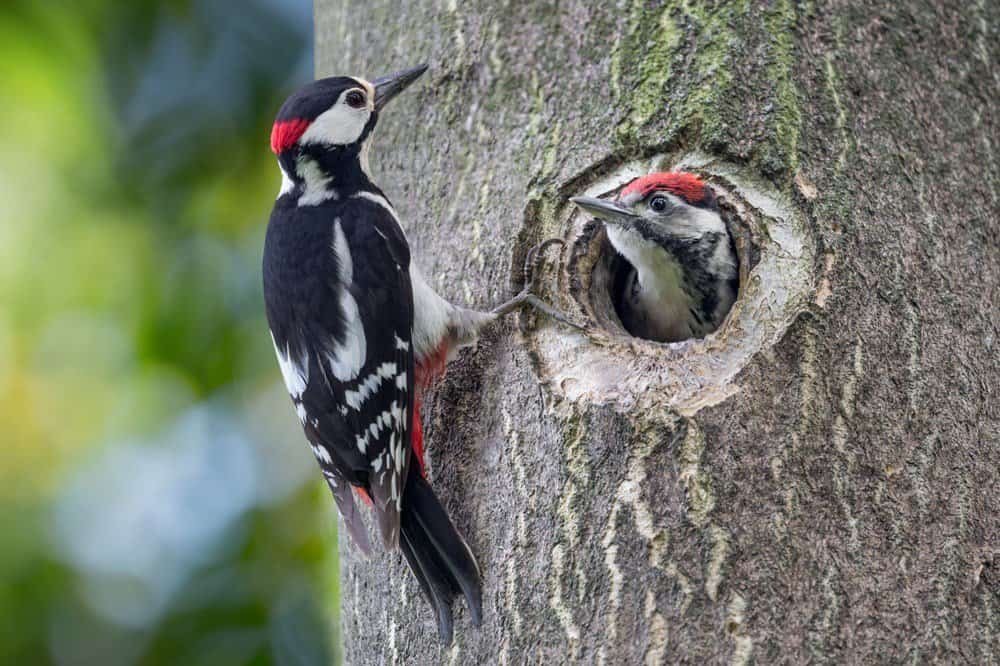 Diversity and Distribution of Woodpeckers 