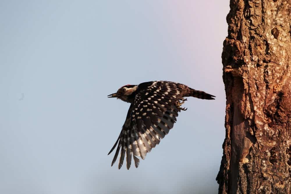 Challenges Faced by Woodpeckers