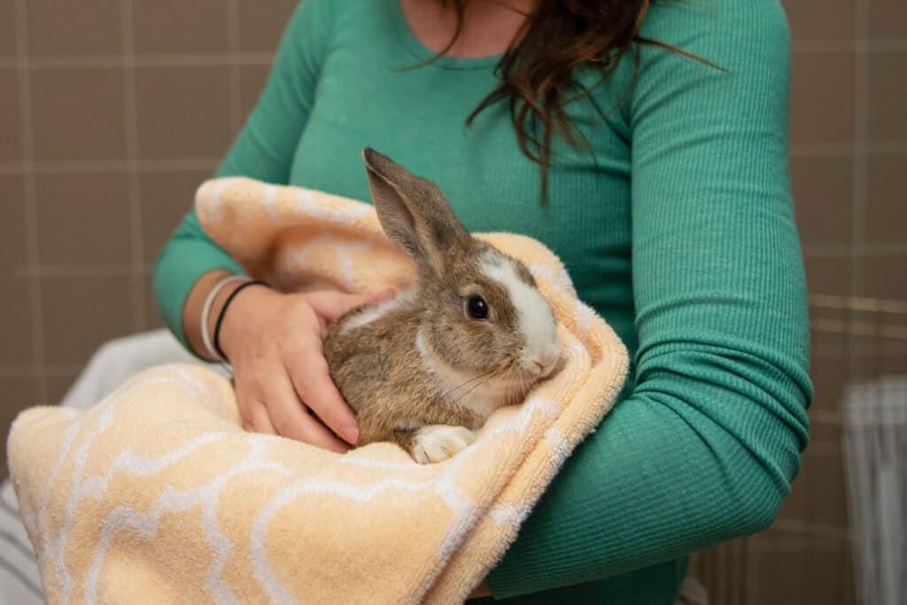 Domestication of rabbits as pets
