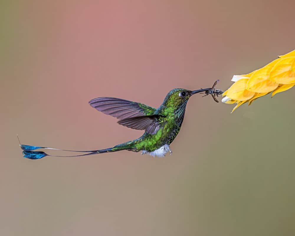 What do hummingbirds eat? 