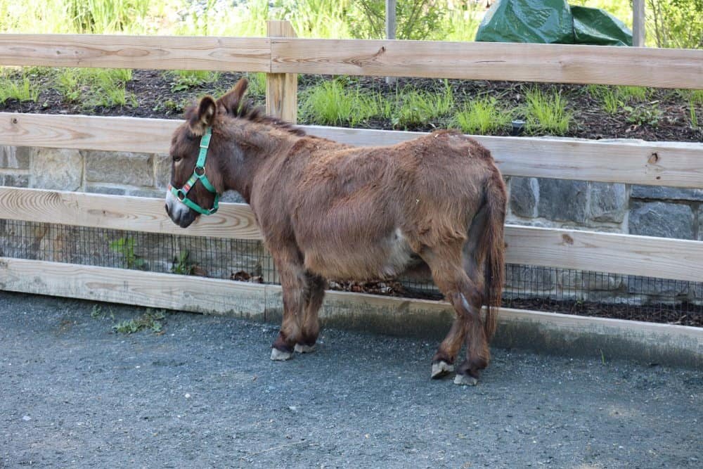 Can Miniature Donkeys Be Trained?