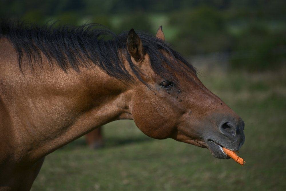 How Much Carrots Can Horses Eat?