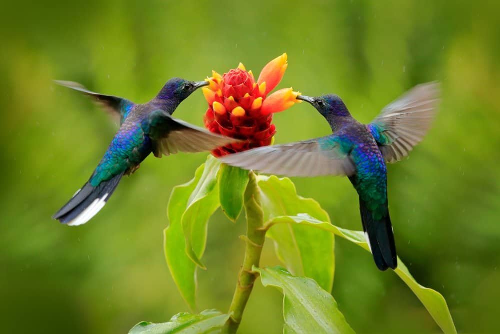 What is the relationship between hummingbirds and flowers? 