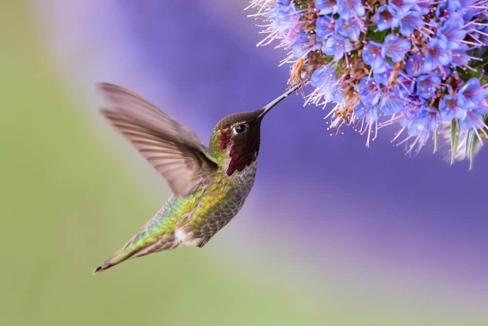 The Remarkable Adaptations of Hummingbirds for Efficient Pollination 