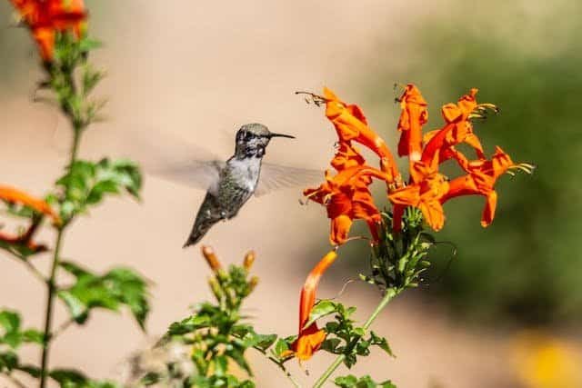 Flowers That Attract Hummingbirds 