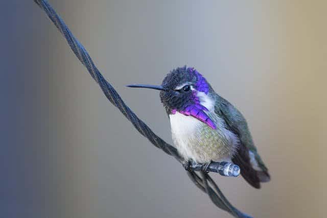 Healthy Environment and the Hummingbirds