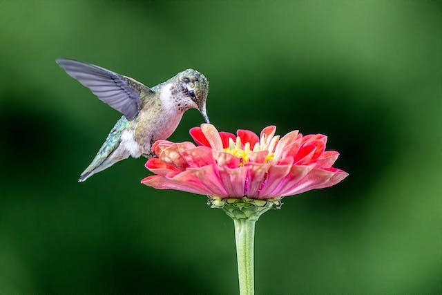 What Fruit Do Hummingbirds Like to Eat The Most? 