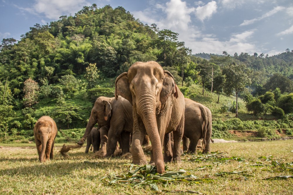 Population Of Asian Elephants Decline By Poaching