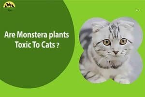 are monstera plants toxic to cats?