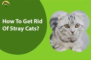 how to get rid of stray cats