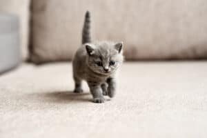 How to Determine if Your Kitten is Male or Female?