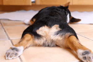 why do dogs drag their butt