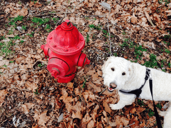 best fire hydrant for dogs