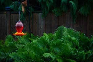 best hummingbird feeders