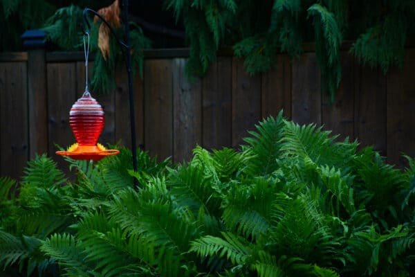 best hummingbird feeders