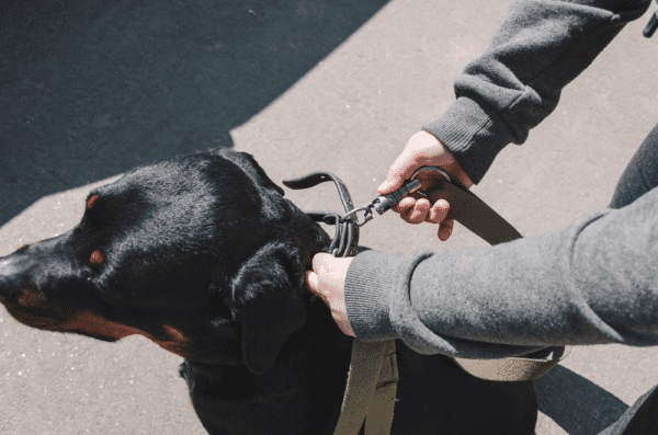 6Best Indestructible Dog Collars you can Buy in 2022