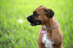 Best Shock Collar for Large Dogs