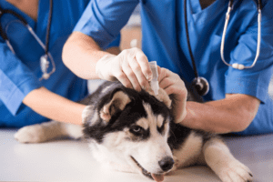 How To Put Ear Drops In an Aggressive Dog