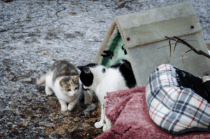 How cold can cats survive outside
