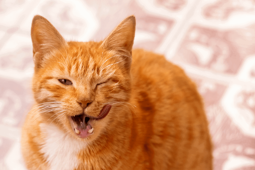 Why Do Cats Wink? Five Common Reasons For This Behaviour
