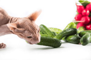 can-cat-eat-cucumber