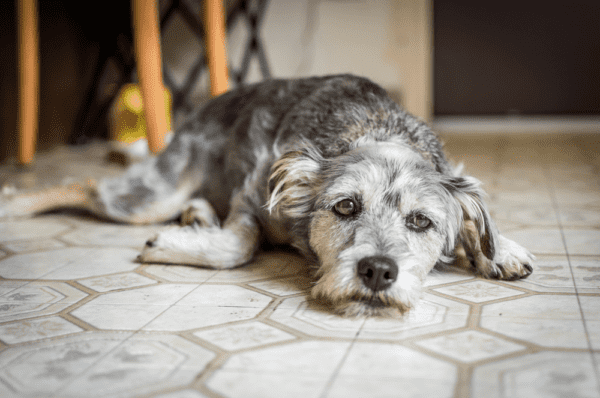 what is stress colitis in dogs