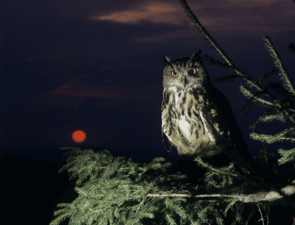 why do owls howl at night?
