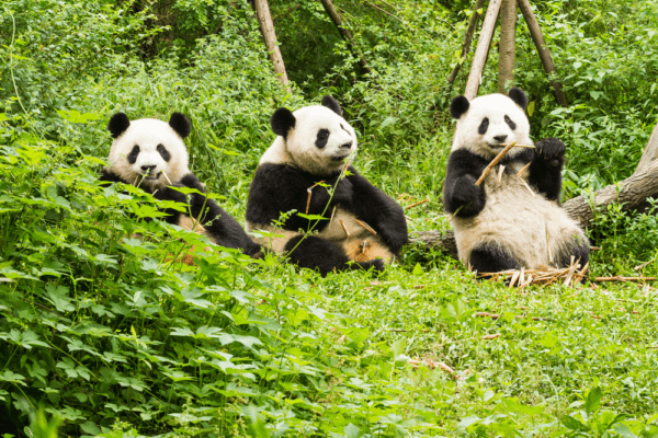 Animals live in bamboo forest