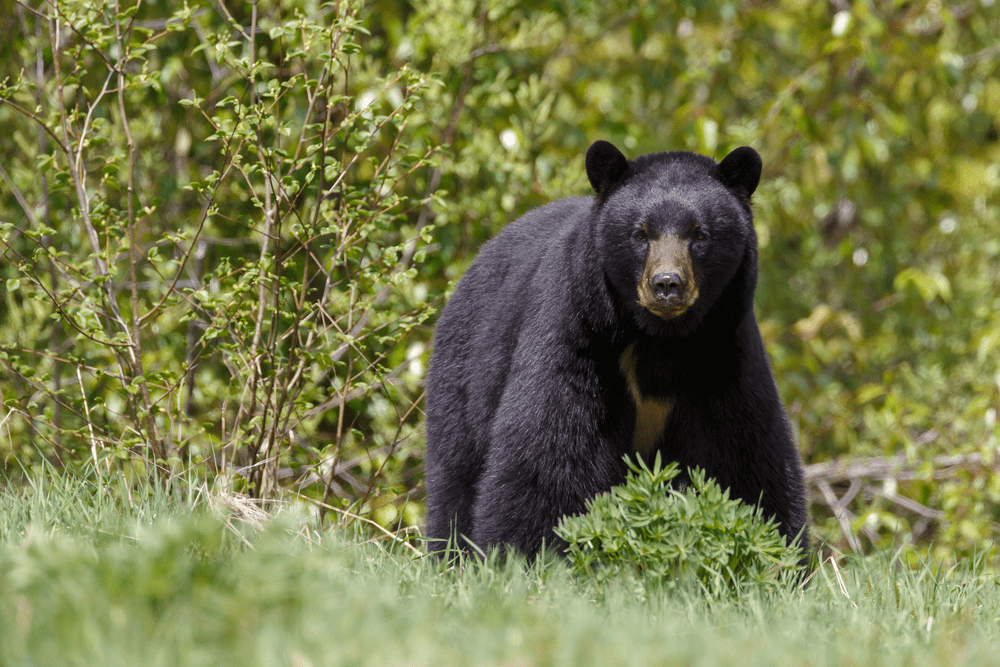 Black Bears Hunt