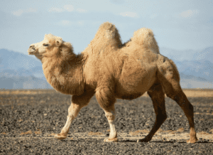 Camel humps