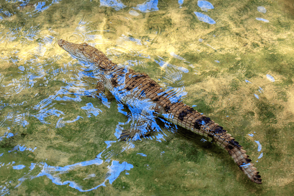 Crocodile Sleep Underwater