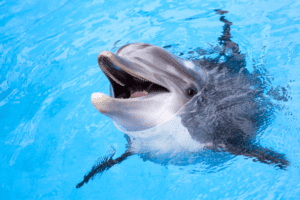 Are Dolphins Apex Predators