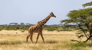 What are the predators of Giraffes