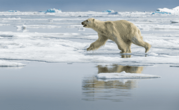 How fast can a polar bear run