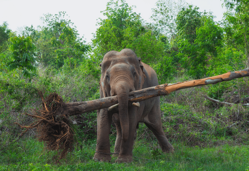 Can Elephants Carry Weight On Their Back?