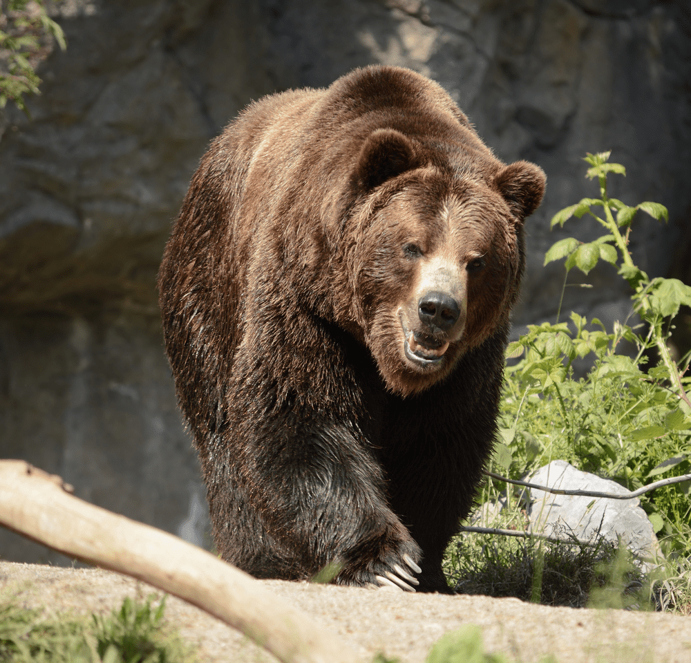 Interesting Facts of Brown Bear