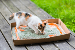 Do outdoor cats need a litter box