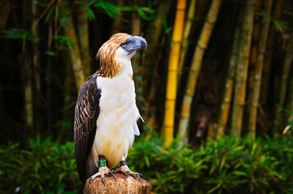 Philippine Eagle Eat