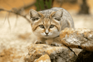 Why Are Sand Cats Endangered?How Many Sand Cats Are Left In The World