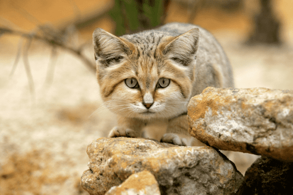 How many sand cats are left?