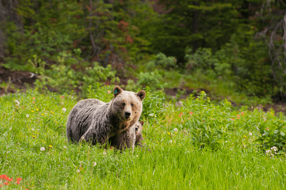Size, Speed, And Force Of Brown Bears