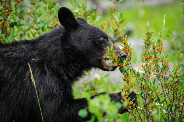 What Do Black Bears Eat