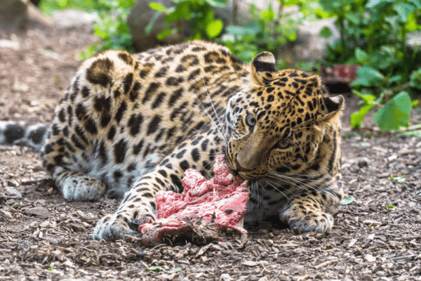 What Does a Jaguar Eat? How Do Jaguar Hunt their Prey