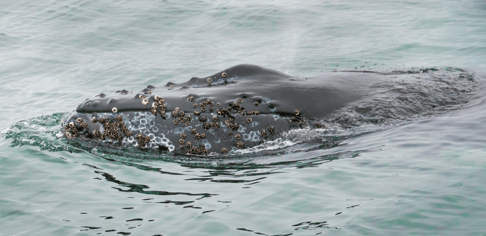 Do barnacles hurt whales?: