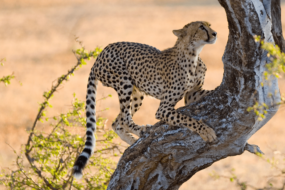 Why do cheetahs climb trees