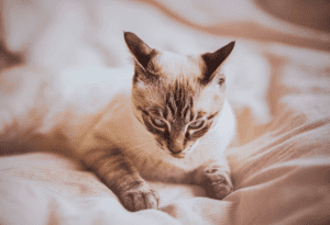 cat licking blanket