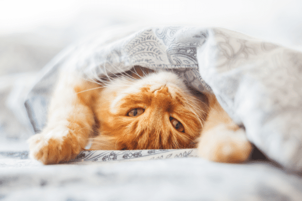 cat sleep under blanket