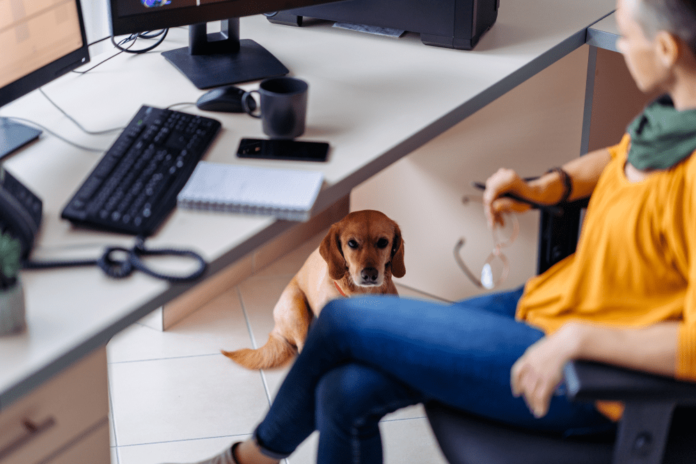 why my dog doesn't like sitting at the desk?